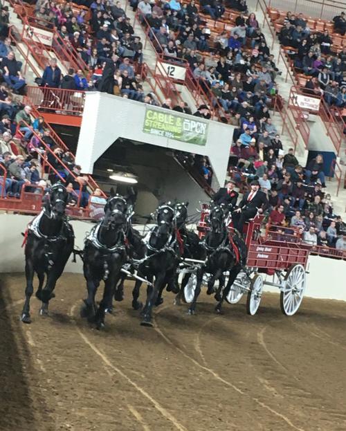 Farm Show horses