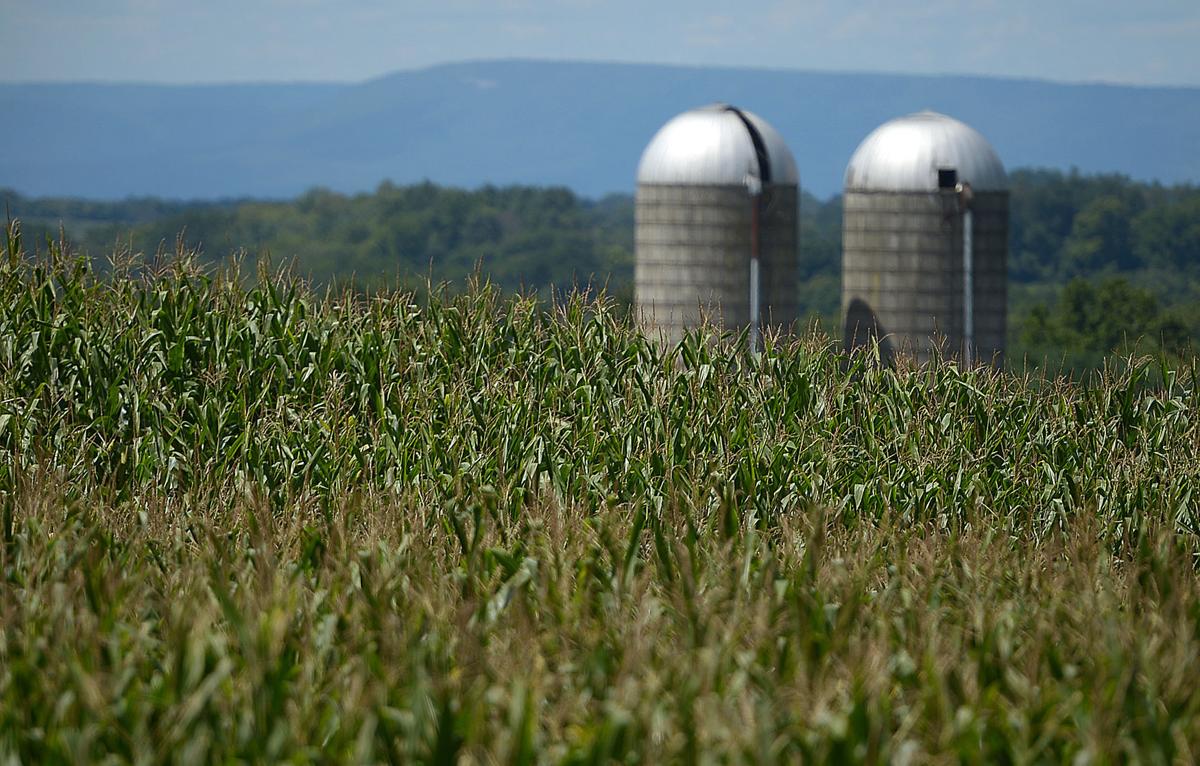 Corn 1.jpg