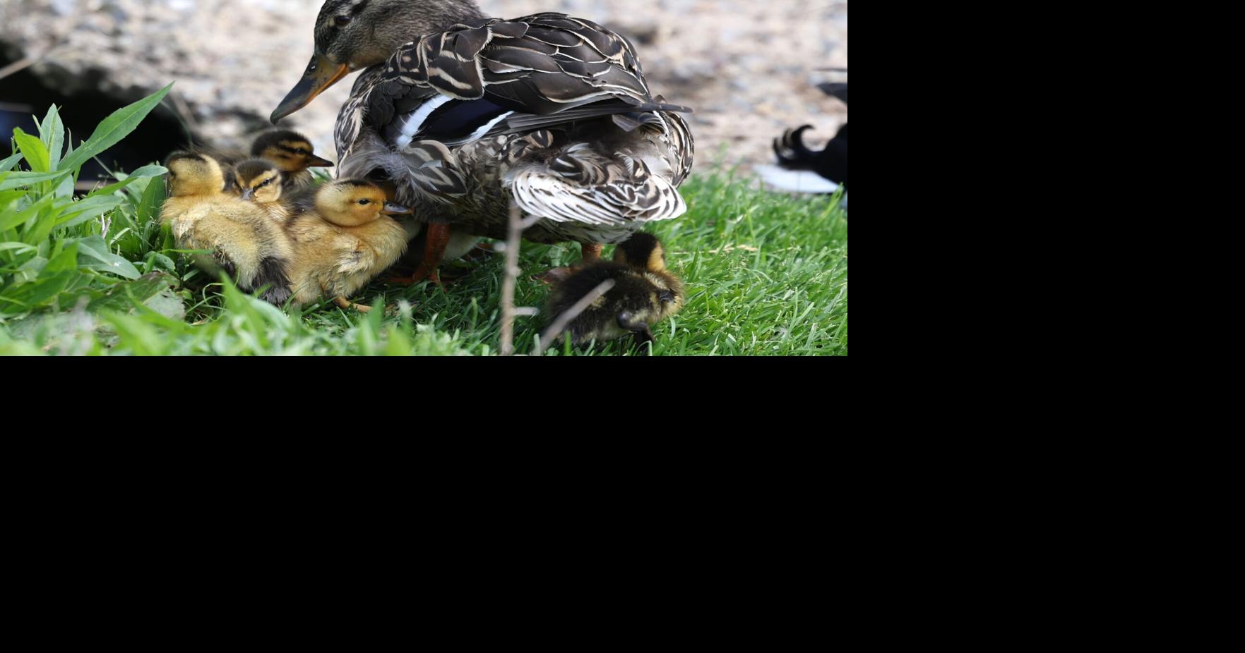 Photos: The Sentinel's best photos of May 2026