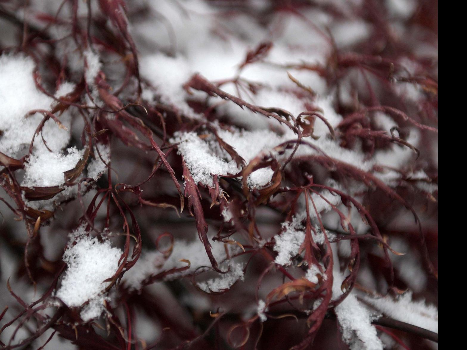 Updated Weather Forecast Snow To Continue Falling 1 To 3 Inches