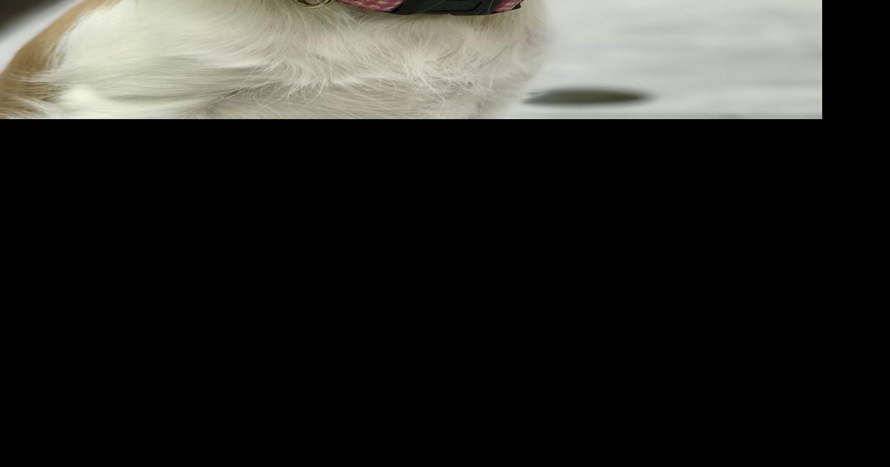 What to expect when you're expecting a puppy