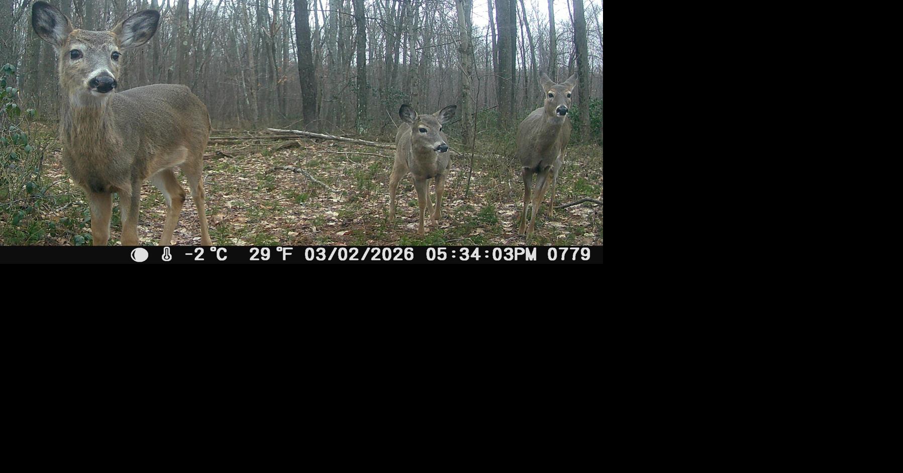 Bill would allow designated areas for deer hunting near bait