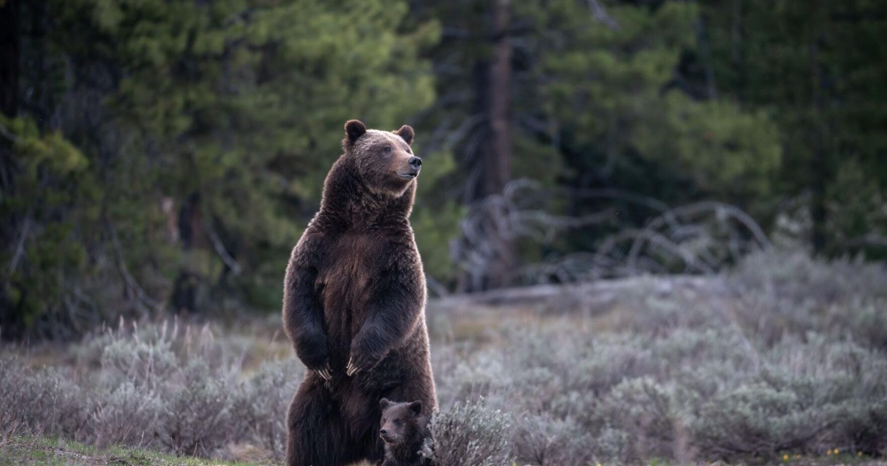 Endangered Species Act turns 50 years old - Vimarsana News