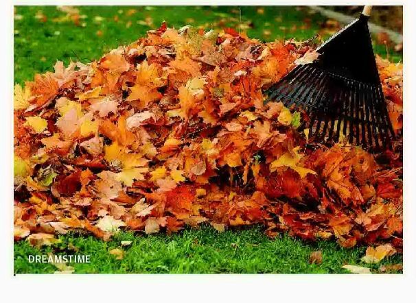 Here's A Case For Not Raking Your Leaves