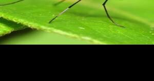 First case of West Nile virus mosquito sample found in Cumberland County - Vimarsana News