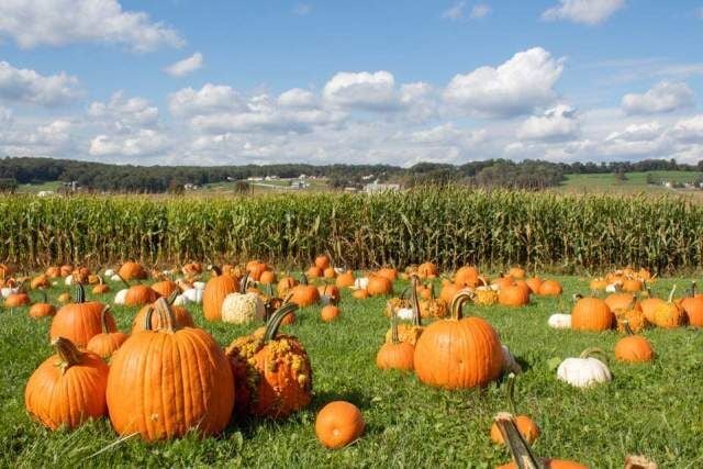 Picture-Perfect Pumpkin Patches