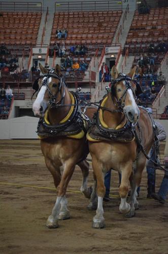 Belgian horses take to the arena for horse pull contest