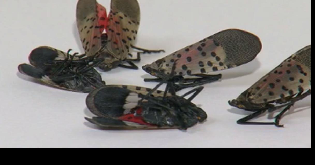 USDA announces $17.5 million to fight invasive species in Pa.