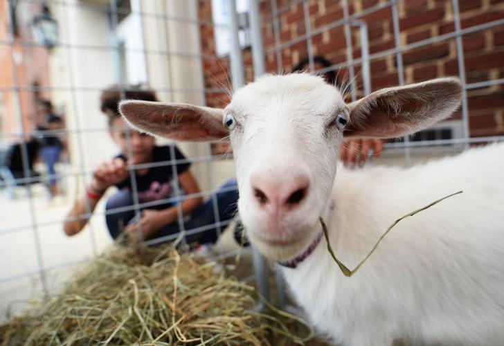 Amani Festival returns to Carlisle celebrating diversity