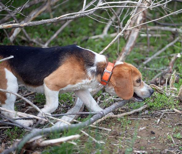 Carlisle beagle tracks top honors