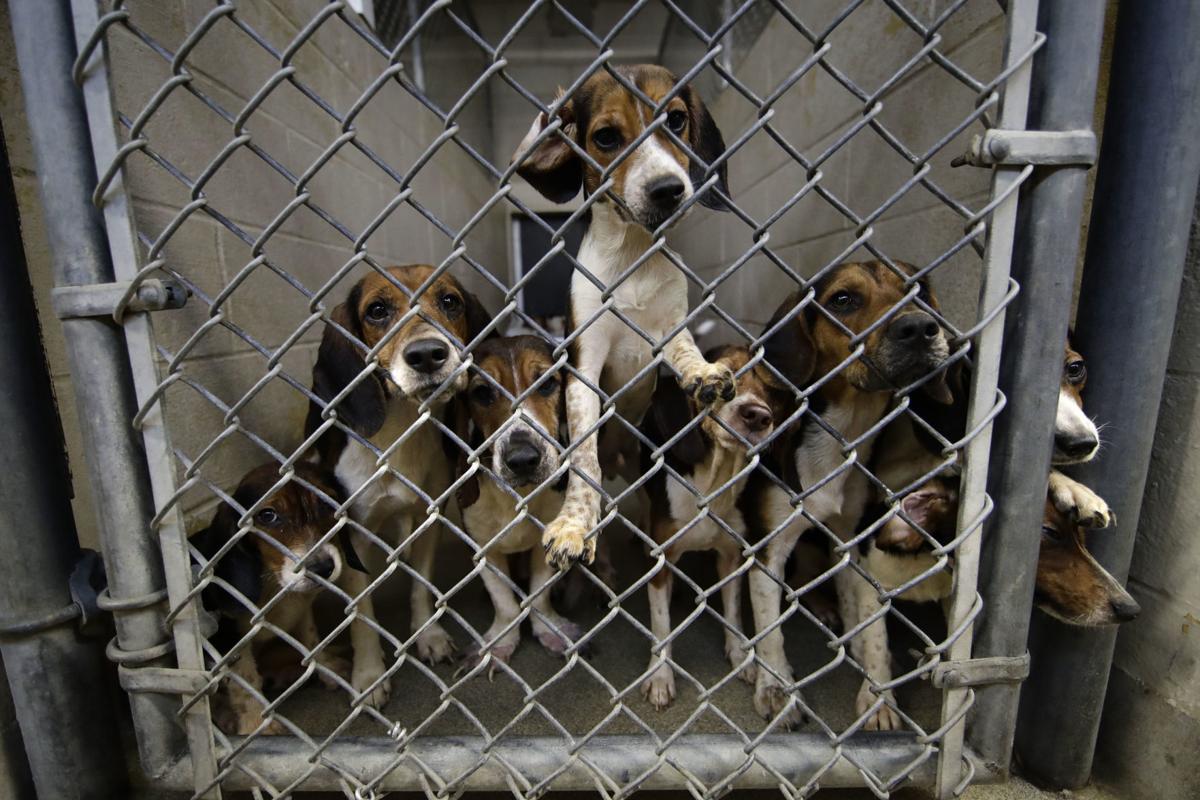 65 rescued beagles should be ready for adoption soon in Lehigh County