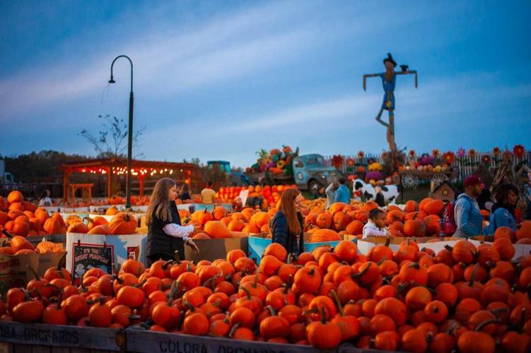 Picture-Perfect Pumpkin Patches
