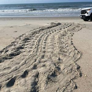 Eggs of largest sea creatures of their kind found buried in NC on Outer Banks beach