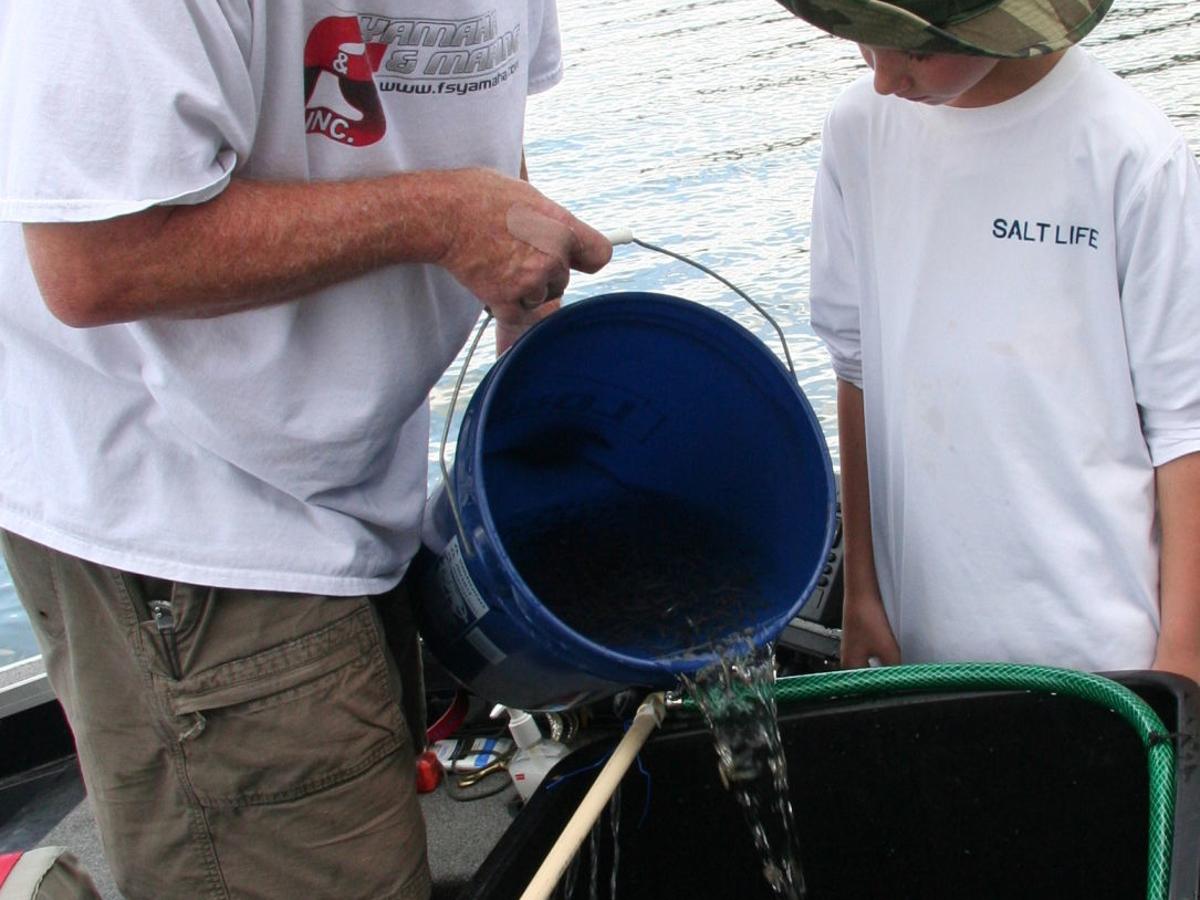 Outdoors Stocking Warmwater Fish Outdoors Cumberlink Com