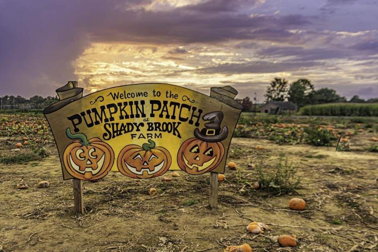 Picture-Perfect Pumpkin Patches