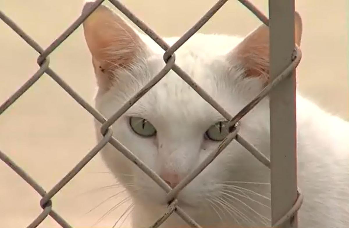 Feral cat population up almost 60 percent in Lancaster County