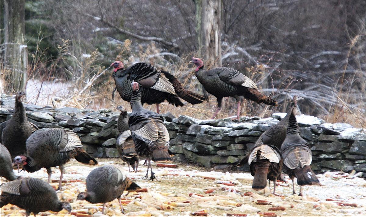 Fall turkey seasons to open Saturday News