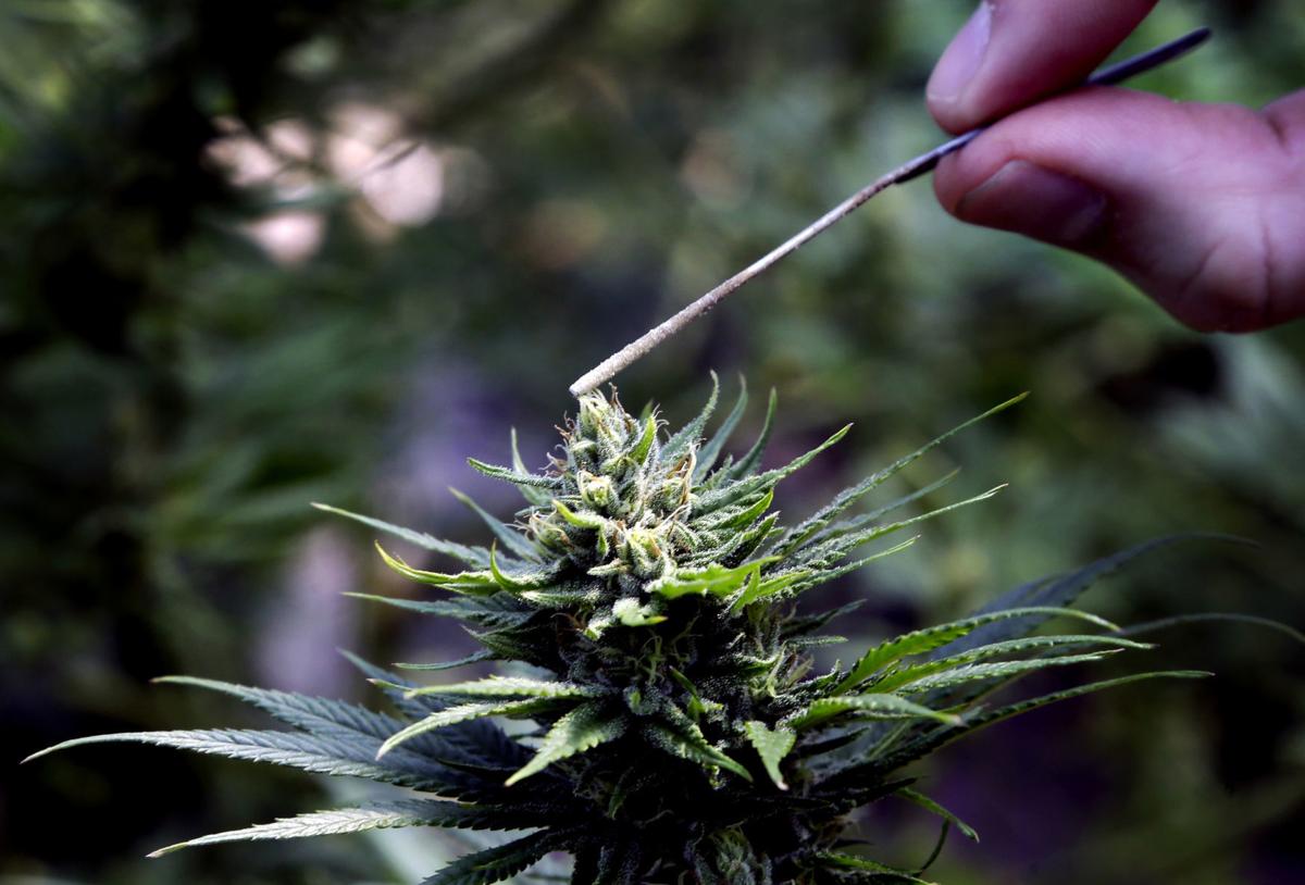 Hemp Regulations-Worried Growers