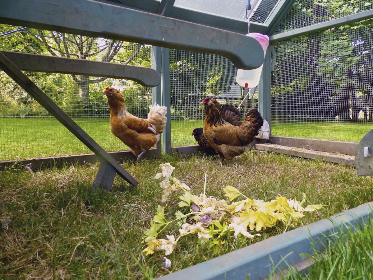 Carlisle Steps Closer To Allowing Backyard Chickens Carlisle