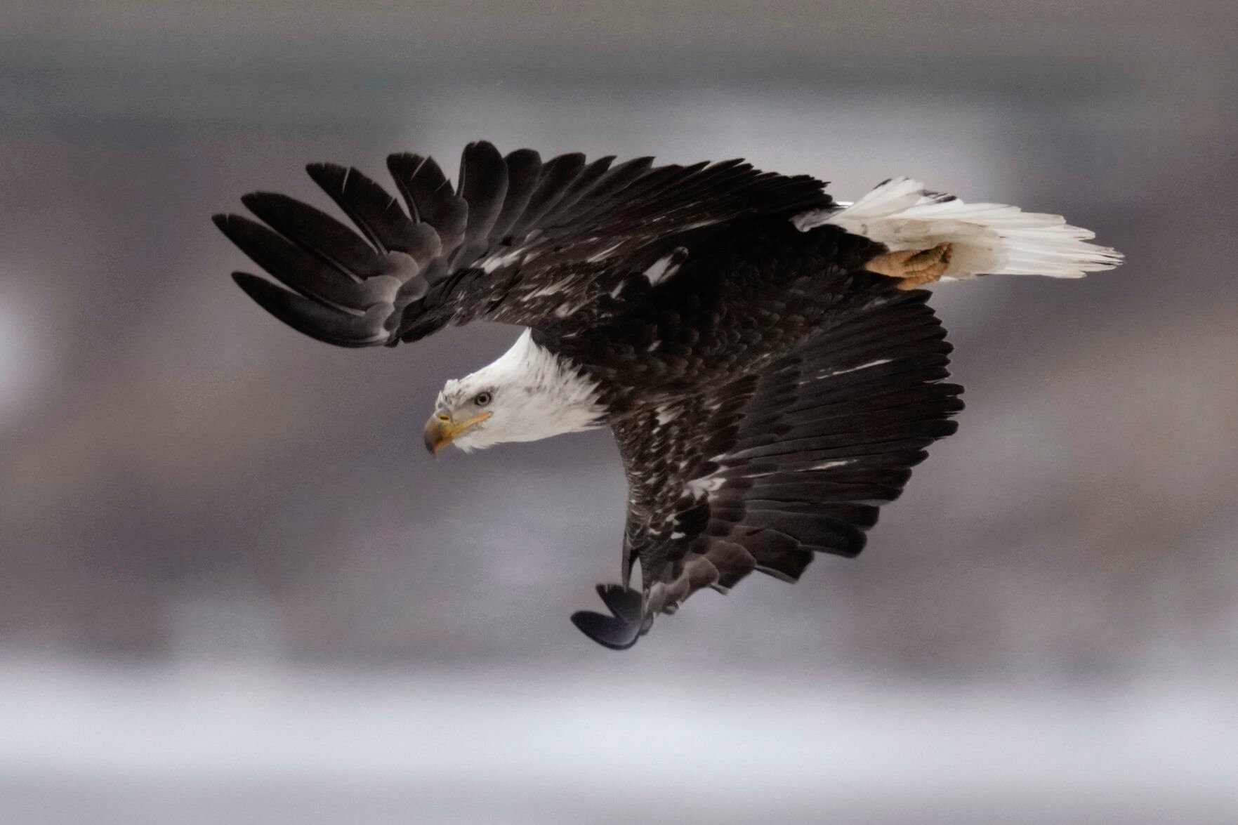 Lead Poisoning Continues To Impact Bald Eagle Populations