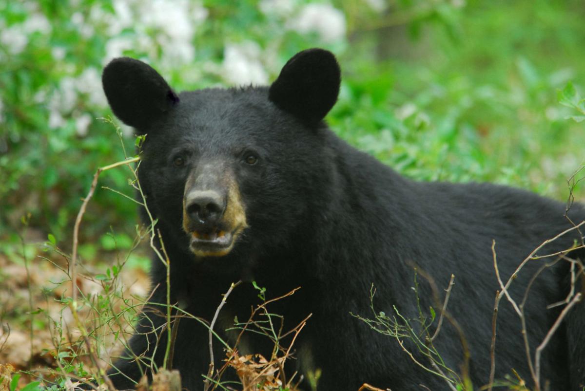 PGC Pennsylvania reports record bear harvest Outdoors