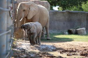 At 3 months old, Tucson's baby elephant is learning to use her trunk and loves splashing in water
