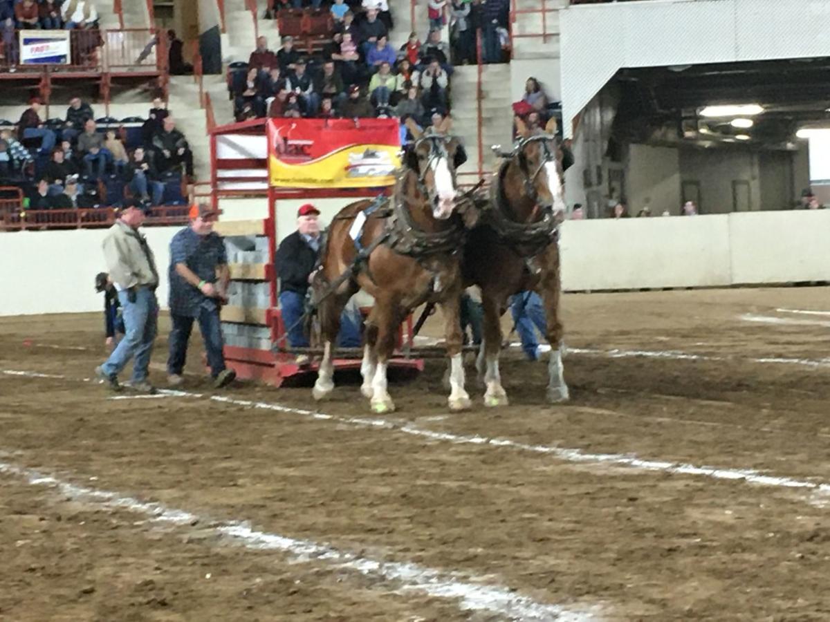 Father Son Teams Take First And Second Place In Horse Pulls At Pennsylvania Farm Show The Sentinel News Cumberlink Com