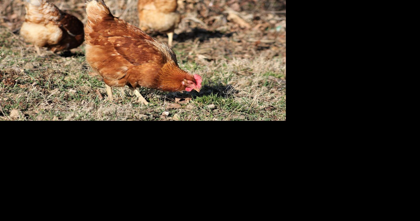 Spring Chickens?: Carlisle weighs options for more accessible chicken ...