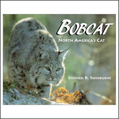 In search of the bobcat 