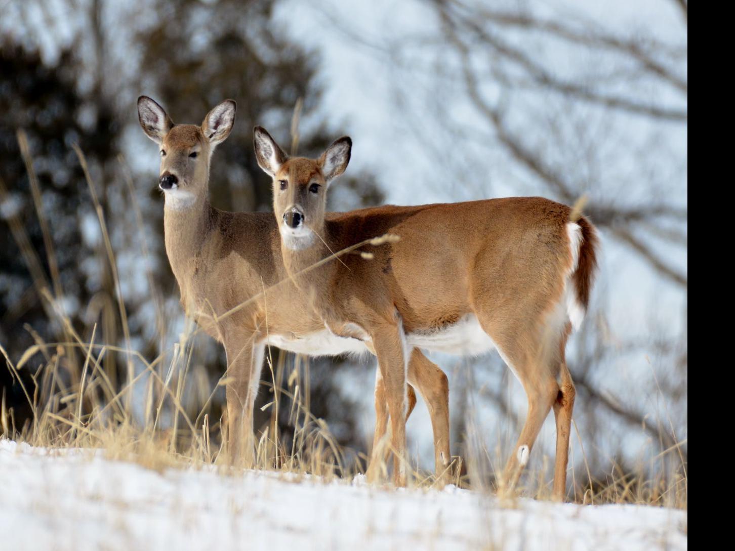 Pennsylvania Game Commission Unveils New Chronic Wasting Disease Plan State Cumberlink Com