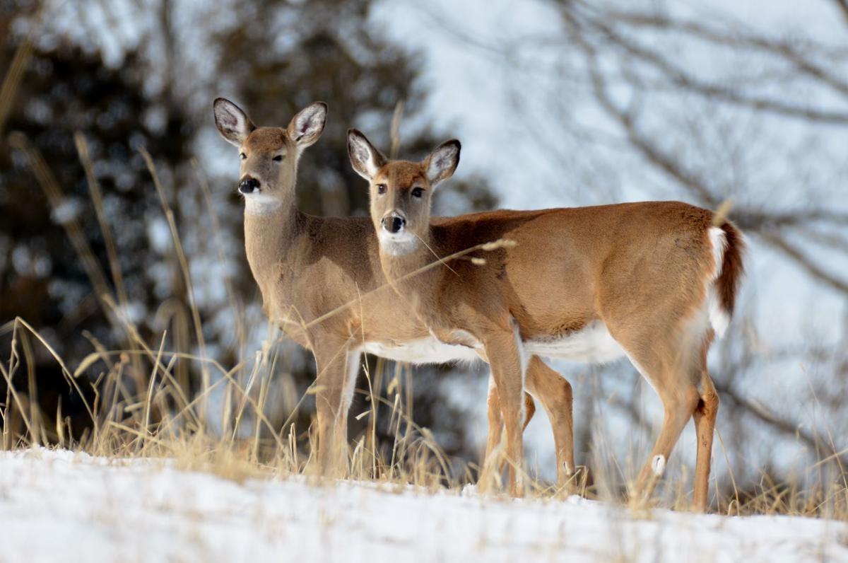 Deer in winter