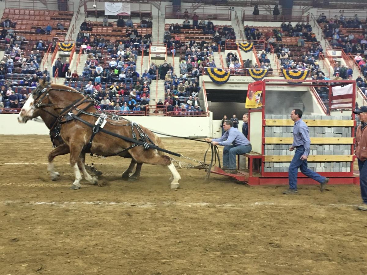 Brothers pull in top honors at Farm Show's draft horse pulling contest Capital Region