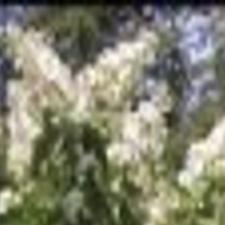 Hydrangeas To Prune Or Not To Prune Home Garden Cumberlink Com