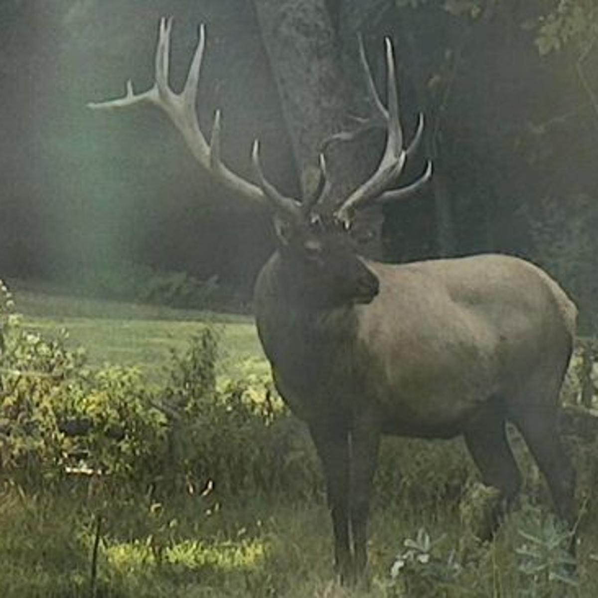 Game Commission Oks Seasons Bag Limits For 2020 21 Outdoors Cumberlink Com