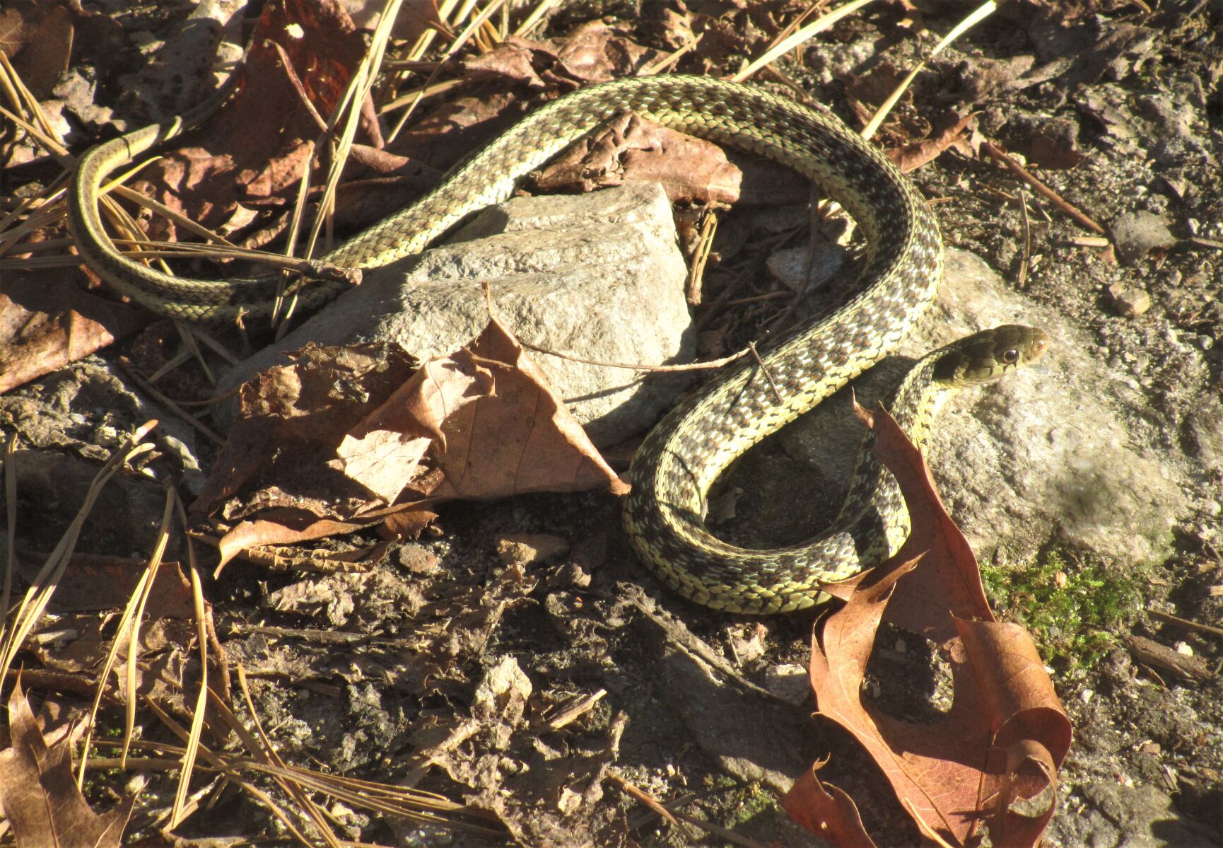 Snake Sat #APhotoADay: Day 334 - Soaking up some sun