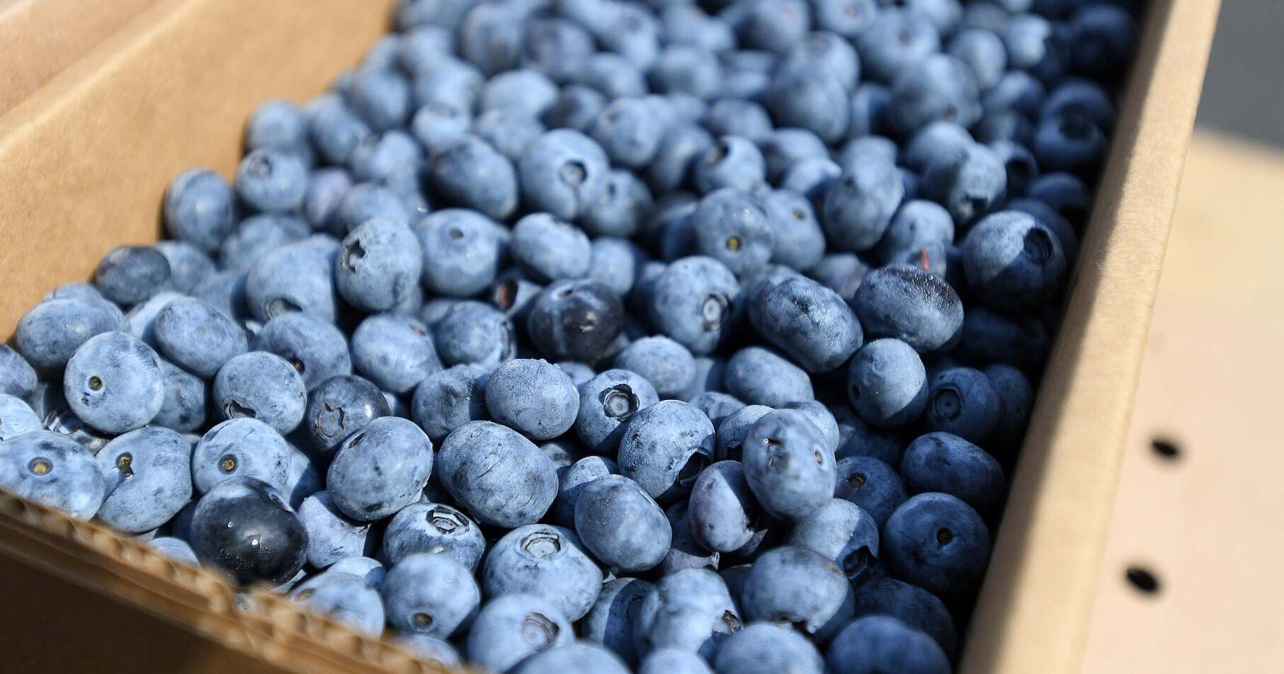 Carlisle Kiwanis Club kicks off annual blueberry fundraiser - Vimarsana News