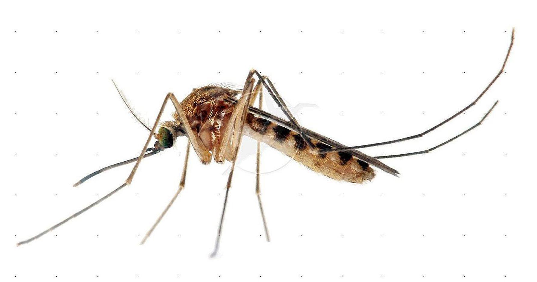 Positive West Nile virus mosquito sample found in Lemoyne - Vimarsana News