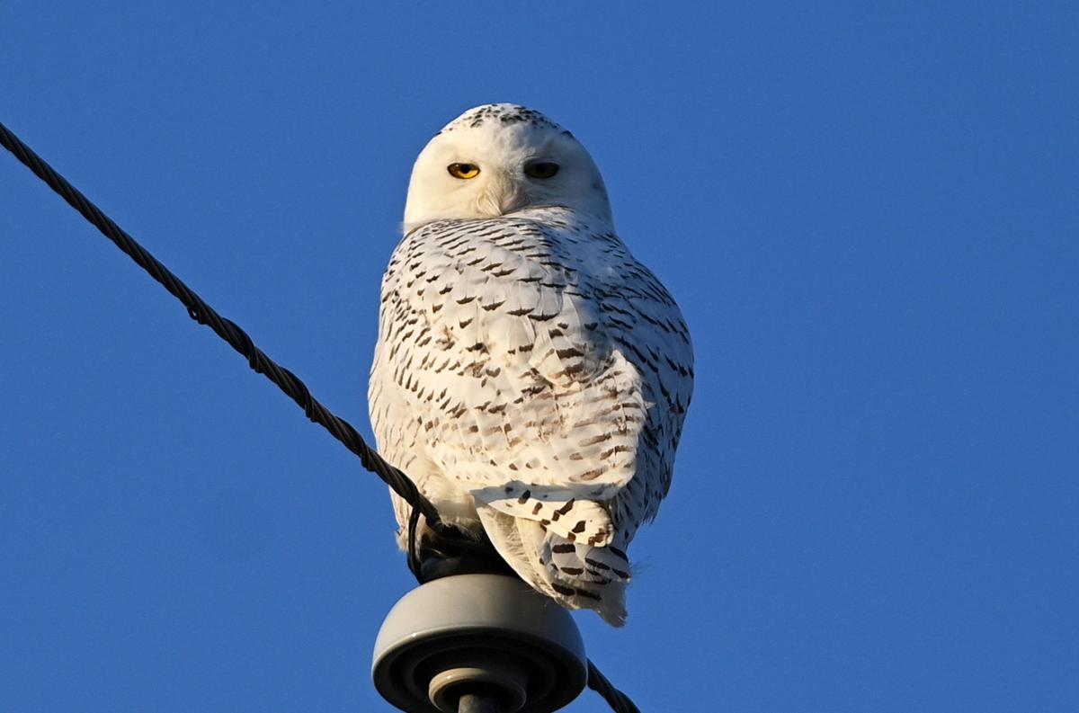 Photos: A snowy owl ventures south to visit Carlisle area Tuesday | Photo  Galleries | cumberlink.com