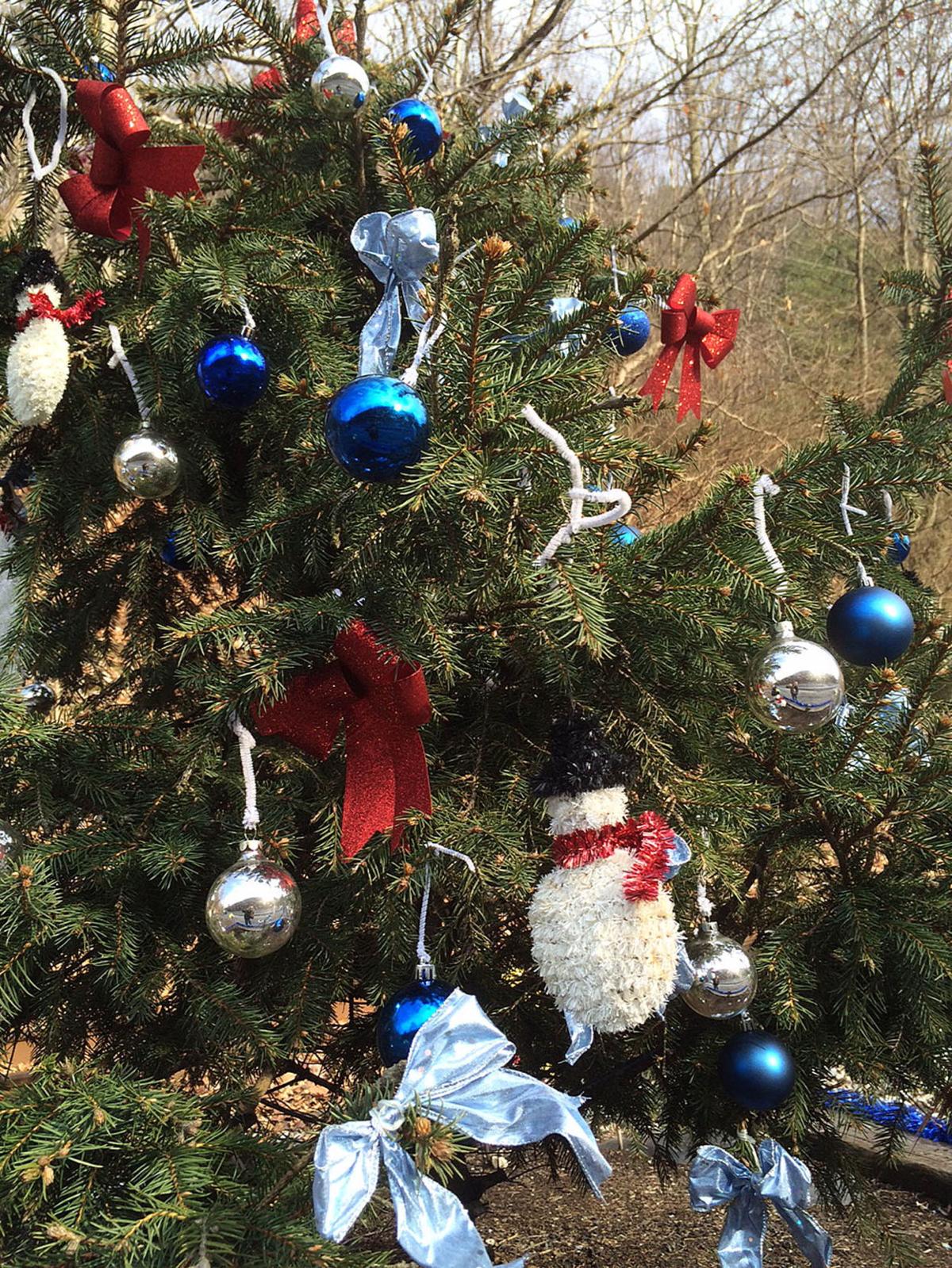Two communities celebrate a Christmas tree tradition Closer Look