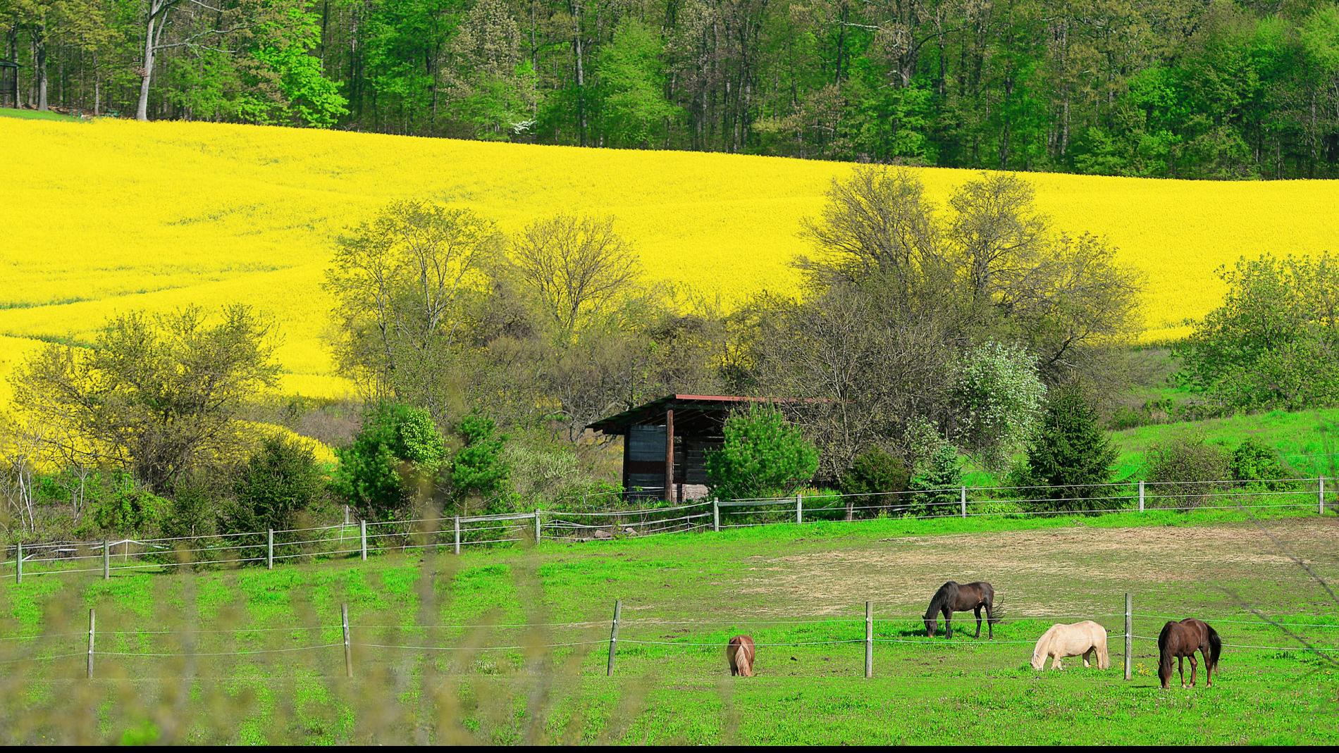 Ask Answered Fields Of Yellow Flowers Fill Midstate Ask Answered Cumberlink Com