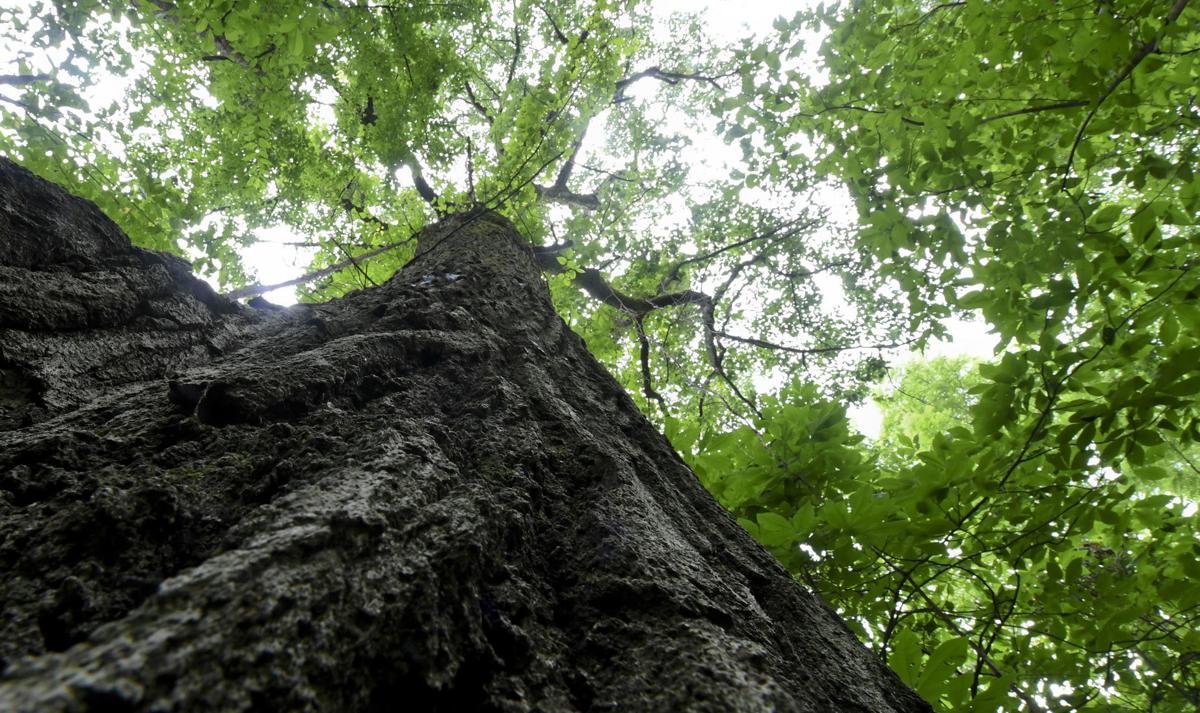 Big oak tree found near farm may be among Pennsylvania's largest Stateandregional
