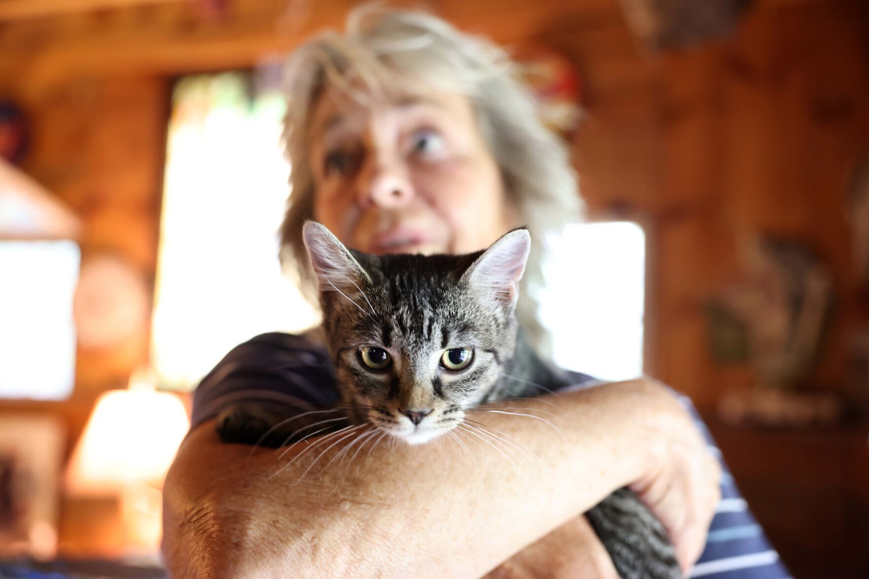 'I'm a kitten magnet': Penn Township woman pounces on local stray, feral cat population