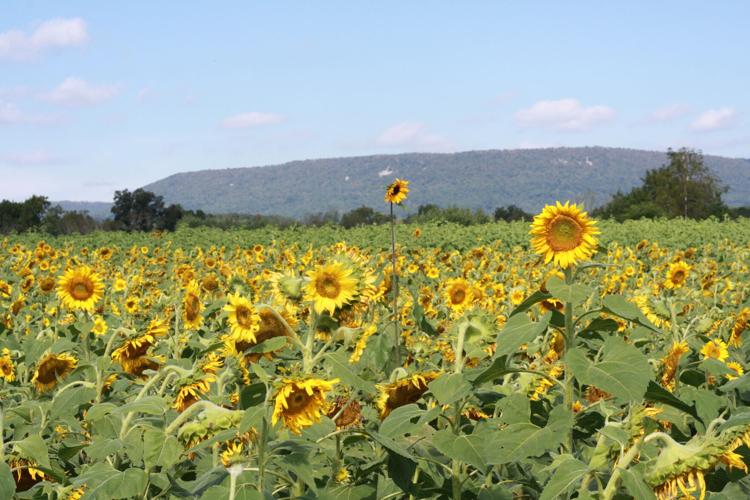 Meadowbrooke Gourds