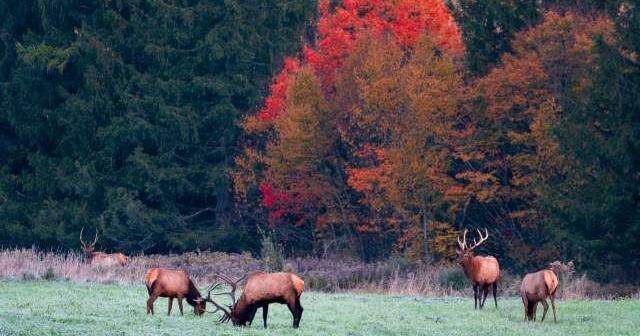 State wildlife agencies seek input on plan to protect 858 species
