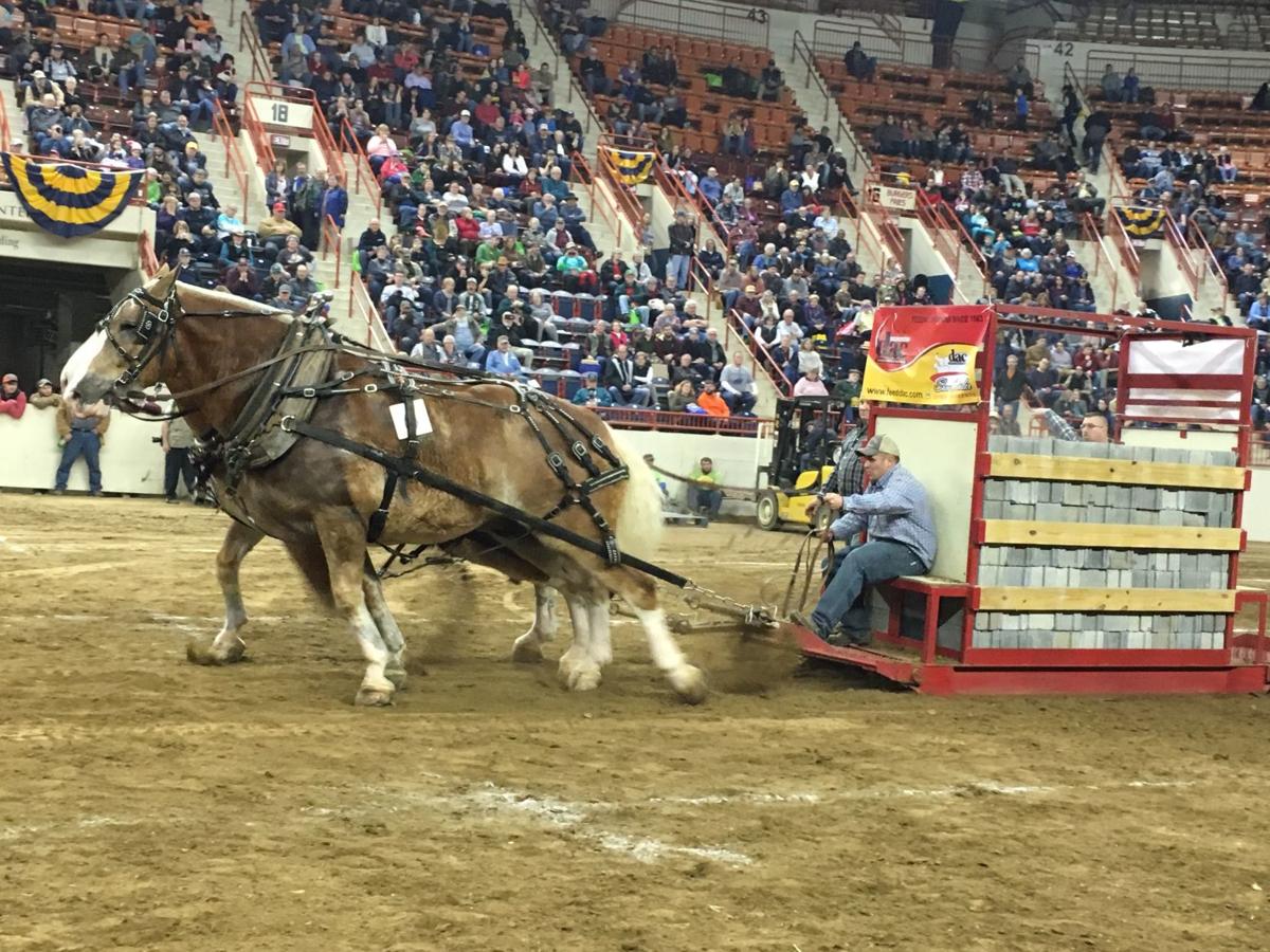Brothers pull in top honors at Farm Show #39 s draft horse pulling contest