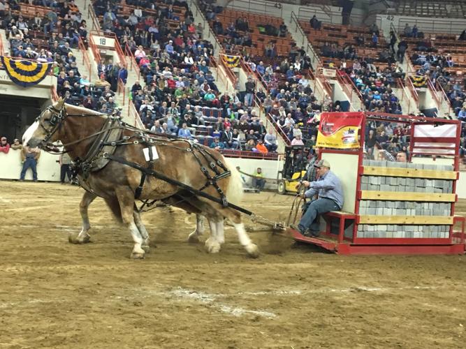 Brothers pull in top honors at Farm Show's draft horse pulling contest