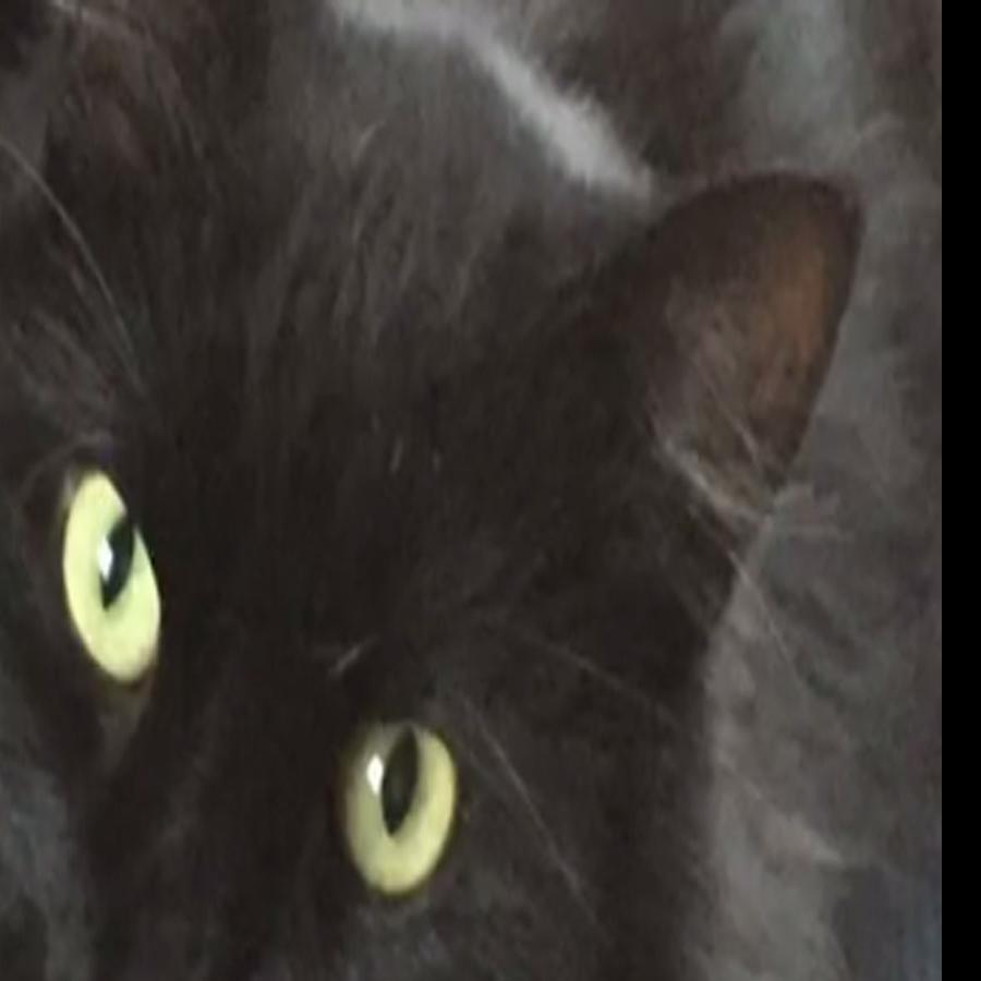 Runaway Cat Reunited With Local Family Capital Region