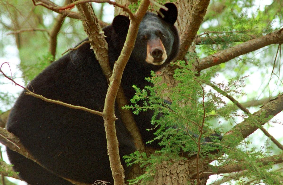 Pennsylvania livestream Game Commission introduces black den of bear