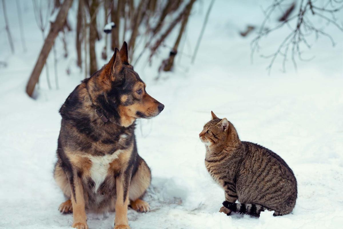 dog and cat