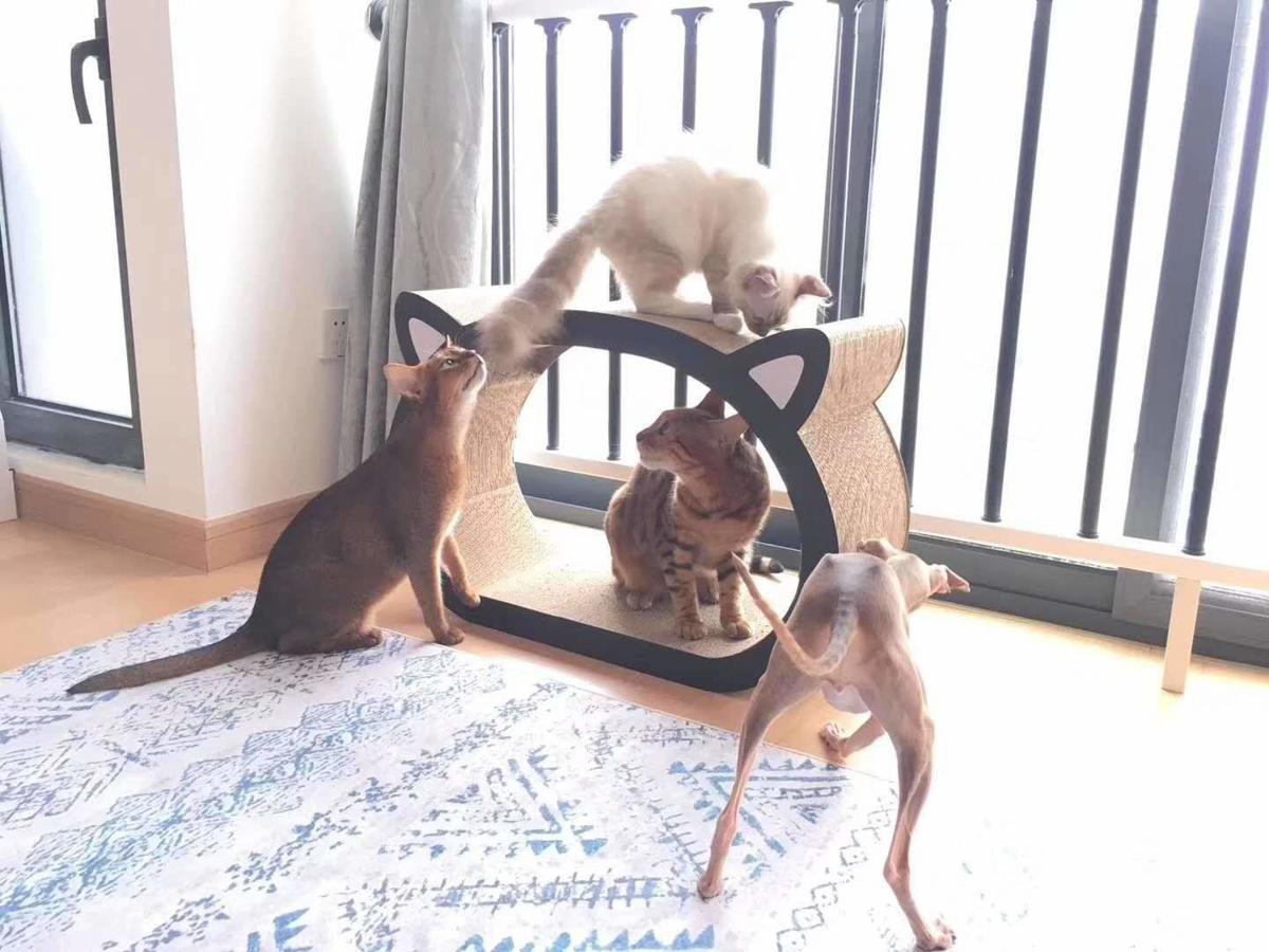 Cat Scratcher